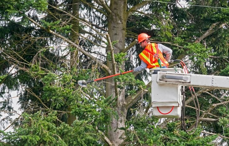 RLW Tree Care Tree Cutting Services Upper Sandusky s1 9