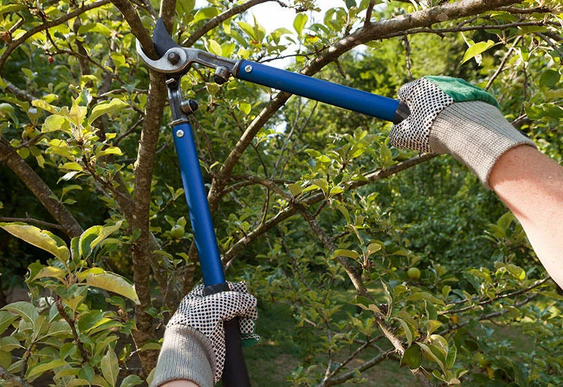 RLW Tree Care Tree Planting Services Mount Gilead s3 2