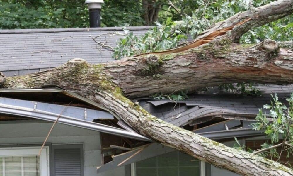 RLW Tree Care Tree Cutting Services Upper Sandusky s3 8