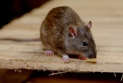 download - 2025-12-02T203535.974