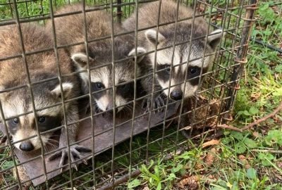 s1 1 rfs1l7w1pglqs5sblvdvvj8ylnl0ejfvmdblcwugek